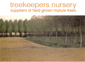 Treekeepers Nursery - suppliers of field-grown mature trees